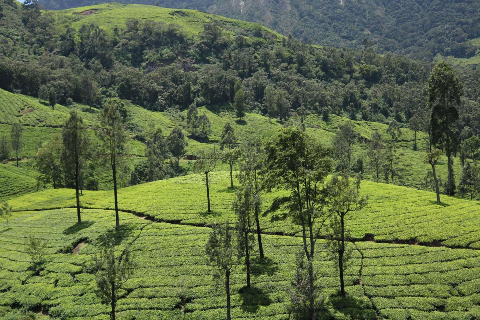 Asprin Homestay Munnar Εξωτερικό φωτογραφία